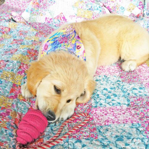 PATTERN : Best Friend Bandana Sewing Pattern - Image 4