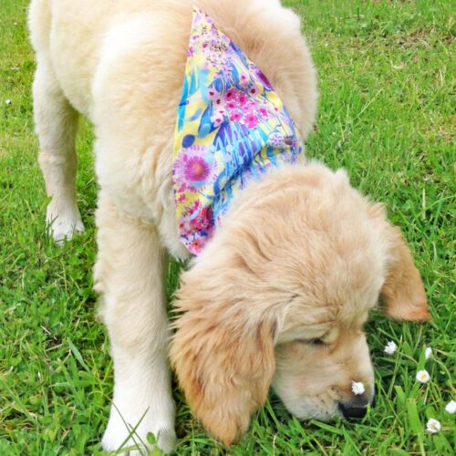 PATTERN : Best Friend Bandana Sewing Pattern